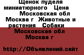 Щенок пуделя миниатюрного › Цена ­ 6 000 - Московская обл., Москва г. Животные и растения » Собаки   . Московская обл.,Москва г.